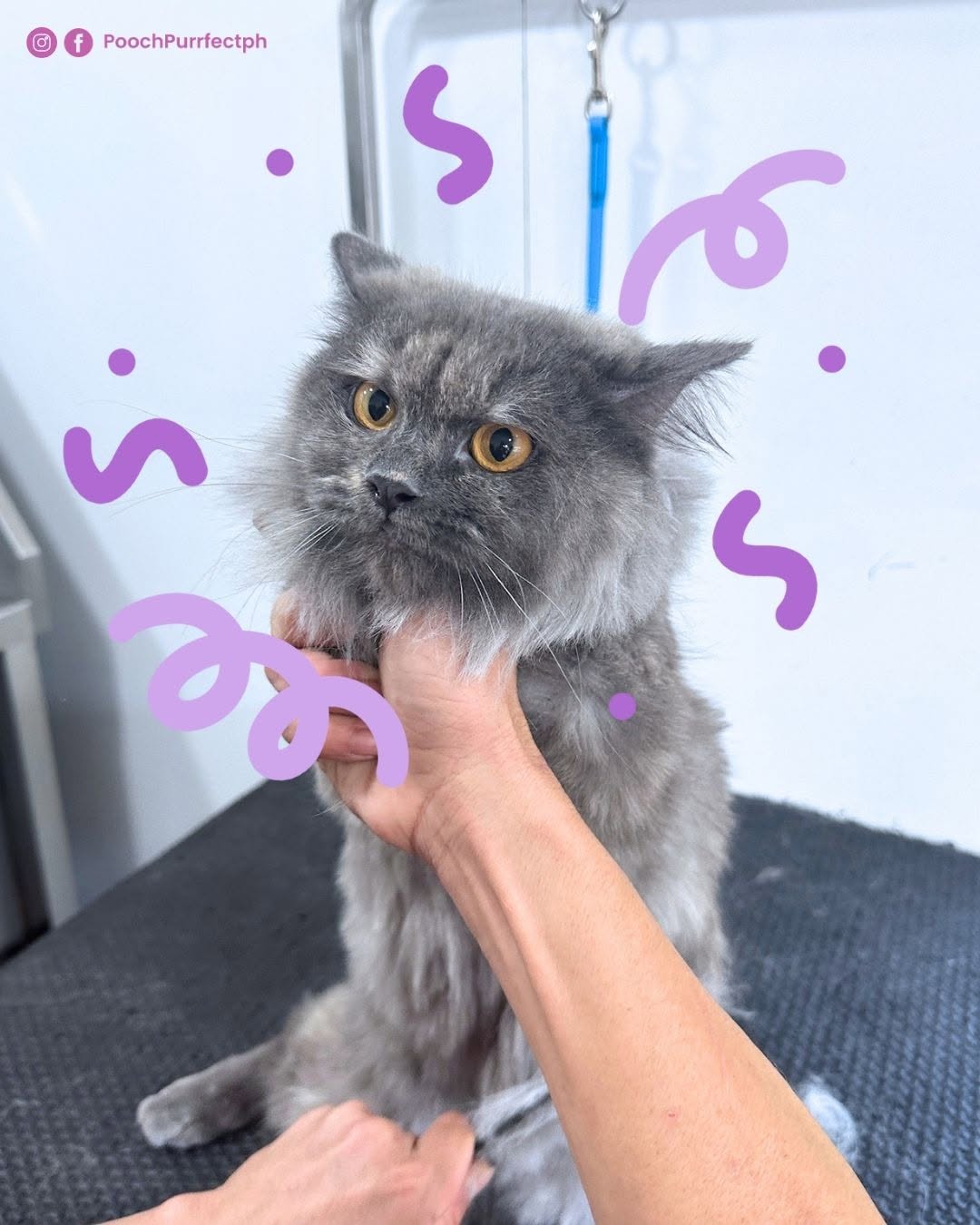 Before and after grooming transformation